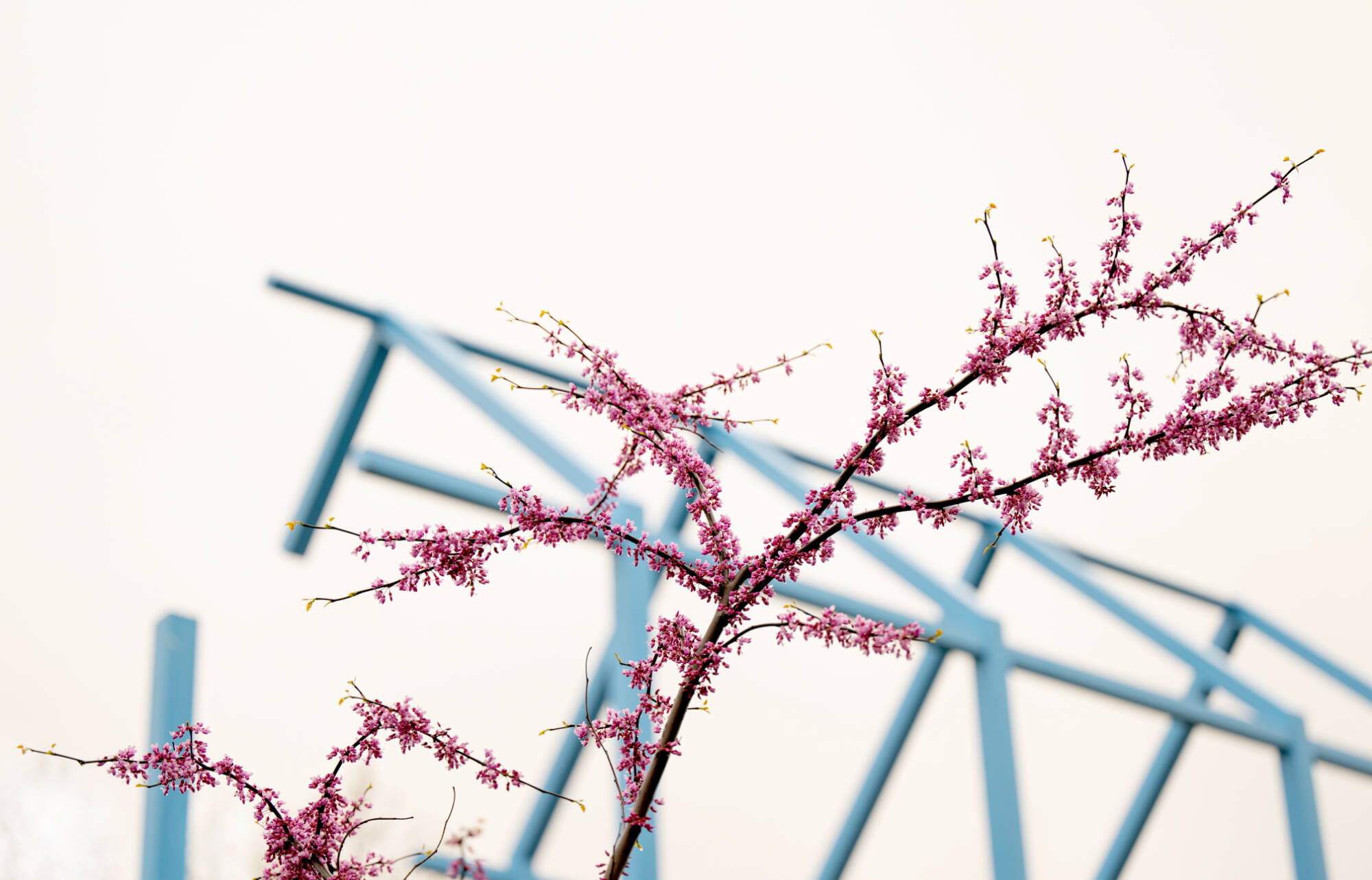 Pink spring flower buds with the light blue Campus Link art piece in the background